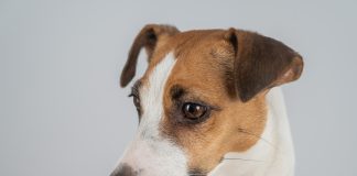 Dal cibo al veterinario: mantenere un animale domestico costa 149 euro in più